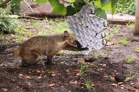 Coati Enrichment made from expired Seafood Watch Cards. Coati Enrichment, Elephant Enrichment, Bear Enrichment, Primate Enrichment, Zoo Enrichment, Enrichment Projects, Animal Enrichment, Zoo Ideas, Animal Conservation