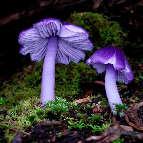 Pretty Mushrooms Nature, Homegrown Mushrooms, Strange Mushrooms, Rare Mushrooms, Pretty Mushrooms, Shroom Art, Purple Mushrooms, Fantastic Fungi, Halloween Costumes 2022