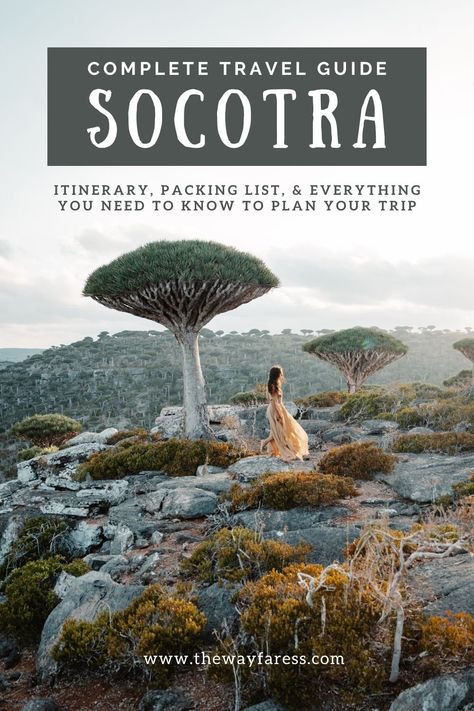 The Ultimate Travel Guide to Socotra Island: What You Need to Know Before You Go — The Wayfaress Socotra Yemen, Socotra Island, Abu Dhabi International Airport, Dragon Blood Tree, Socotra, Yemen, The Middle East, Cultural Heritage, Dream Destinations