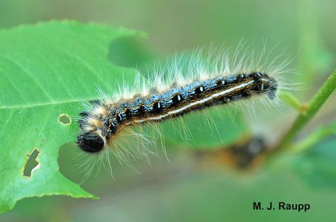 The eastern tent caterpillar is a beautiful beast with blue stripes and patches on the side and a white stripe down the center of the back. Eastern Tent Caterpillar, Tent Caterpillars, Cherry Apple, Yellow Blossom, Crabapple Tree, Cherry Trees, Cherry Tree, Beautiful Tattoos, Bright Yellow