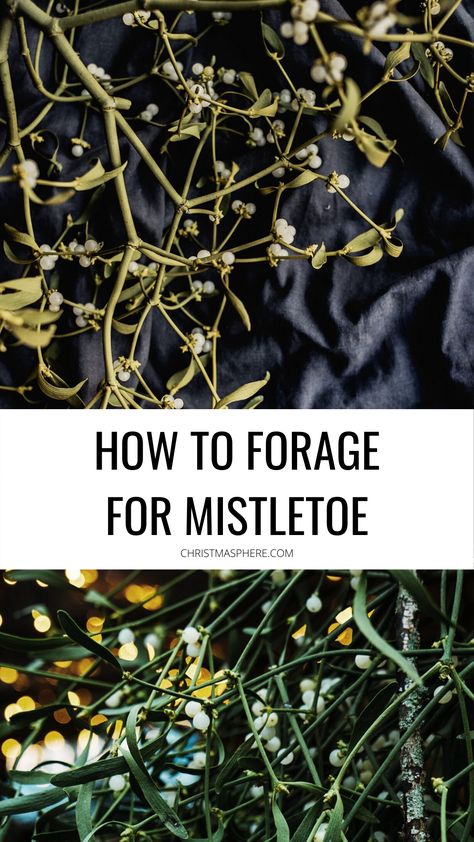 Foraging Christmas Decor, Hanging Mistletoe Ideas, Diy Mistletoe Decoration, Christmas Foraging, Homemade Mistletoe, Foraged Christmas Decorations, Mistletoe Meaning, Evergreen Decorations, Diy Mistletoe