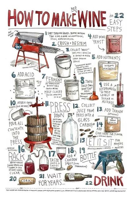 How To Make Wine, How To Make Red, Wine Education, Homemade Wine, Pinot Grigio, Wine Cheese, Wine Time, Fermenting, Wine Making