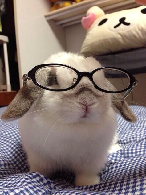 Bunny wears glass Bunny With Glasses, Wearing Glasses, Cute Bunny, Bed, Glass, Blue, White