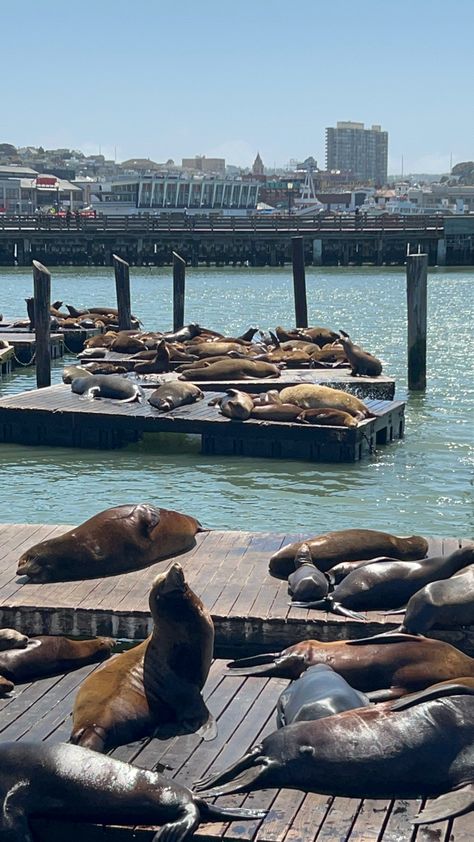 North California, San Fransico, Cali Trip, Pier 39, San Francisco Travel, Dream Places, Sea Lion, Favorite City, America Travel