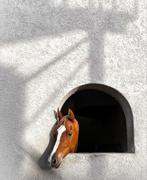 Horse Flower, Horse Flowers, Wall Photography, Horse Fashion, Horse Wallpaper, Artsy Pictures, Horse Aesthetic, Instagram Frame Template, Iphone Homescreen Wallpaper