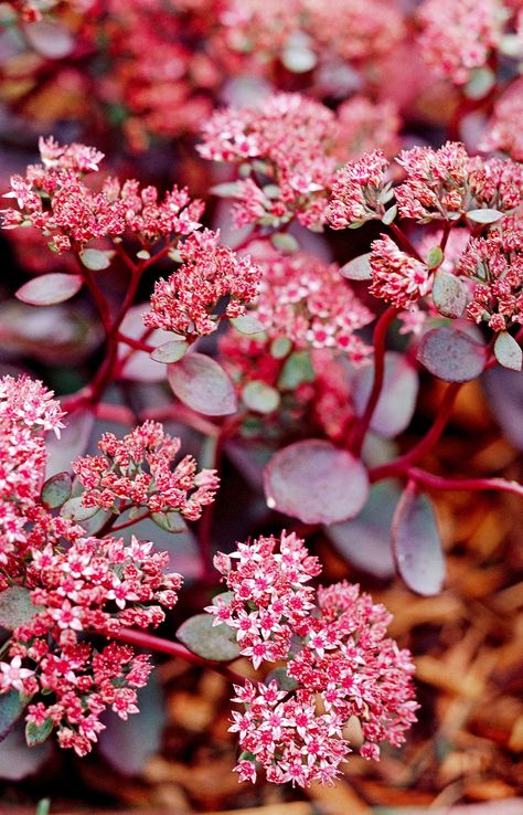 Garden Slope, Sedum Ground Cover, Clover Garden, Therapy Garden, Green Therapy, Succulent Design, Sedum Plant, Low Water Plants, Fall Container Gardens