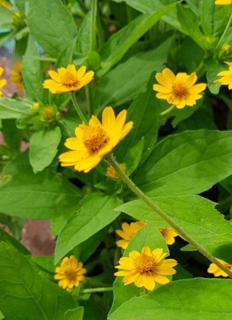 Wedelia "yellow creeping-oxeye" flower. A famous groundcover plant with a small yellow flower like daisies. #floweringplant #groundcover #floweringplant #wedeliaflower Zone 10 Plants, Beach Sunflower, Flowering Ground Cover, Ground Cover Flowers, Yellow Lantana, Yellow Perennials, Plants Names, Grass Alternative, Creepers Plants