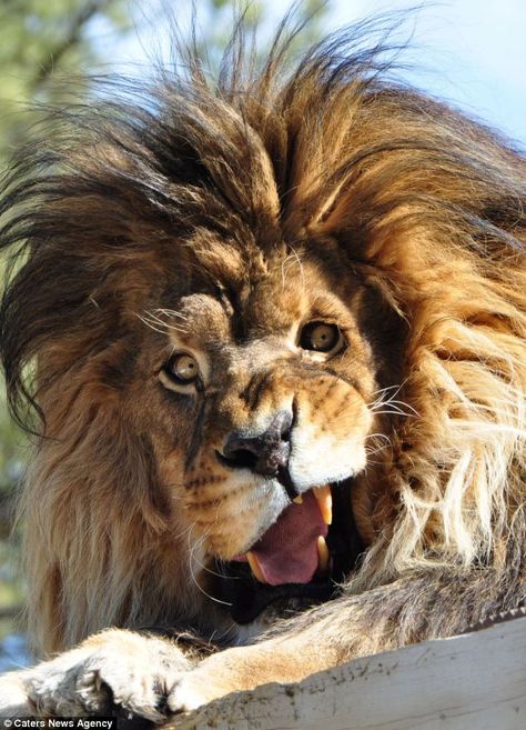 This lion was captured mid-roar at a wildlife sanctuary in South Dakota, America. Looks like my typical Monday morning "pre coffee" expression to me. Awkward Animals, Funny Lion, Real Animals, Regnul Animal, Animal Humor, Hilarious Stuff, Roi Lion, Lion Pictures, Lion Art