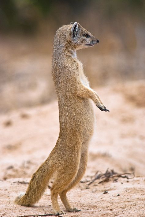 Mongoose Animal, Homesteading Animals, Exotic Mammals, Wild Animals Photos, Animal Photo, Creature Design, Animal Shelter, Fantasy Creatures, Animal Photography