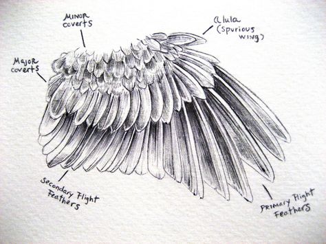 Raven Feathers Drawing, Drawing Feathers On Birds, How To Draw Feathers On A Bird, Feather Wings Drawing, Bird Feathers Drawing, Bird Wing Drawing, Bird Wings Drawing, Wings Reference, Draw Fur