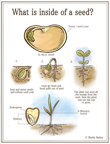 Seed Anatomy Teaching Plants, Biology Plants, Homeschool Nature Study, Nature School, Biology Lessons, Art Therapy Activities, Plant Science, Science Biology, Homeschool Science