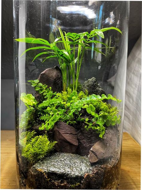 Terrariums/garden in the jars | Rocky tiny garden ❤️ | Facebook Spice Jar Terrarium, Plant Space, Modern Terrarium, Open Terrariums, Planter Wall, Terrarium Ideas, Beautiful Terrariums, Tiny Garden, Aquarium Landscape