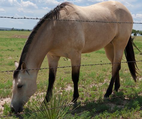 buttermilk buckskin horse Buttermilk Buckskin, Buckskin Horses, Horse Colours, Buckskin Horse, Haflinger Horse, Horse Markings, Palomino Horse, American Paint, Types Of Horses