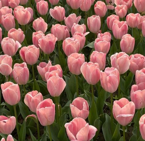 Flowers, Pink, Tulips, Trendy Girl, Pink Tulips, Young Artist, South African, Pink Flowers, Going Out