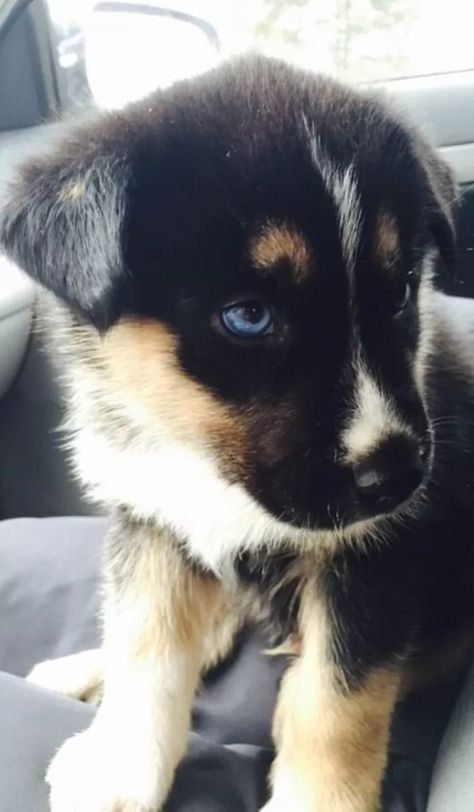 German Shepherd Husky Mix Puppy, Husky Lab Mix Puppy, Gerberian Shepsky Puppy, Shepsky Puppy, German Shepherd Mix Puppies, Shepherd Mix Puppies, Gerberian Shepsky, German Shepherd Husky Mix, Lab Mix Puppies