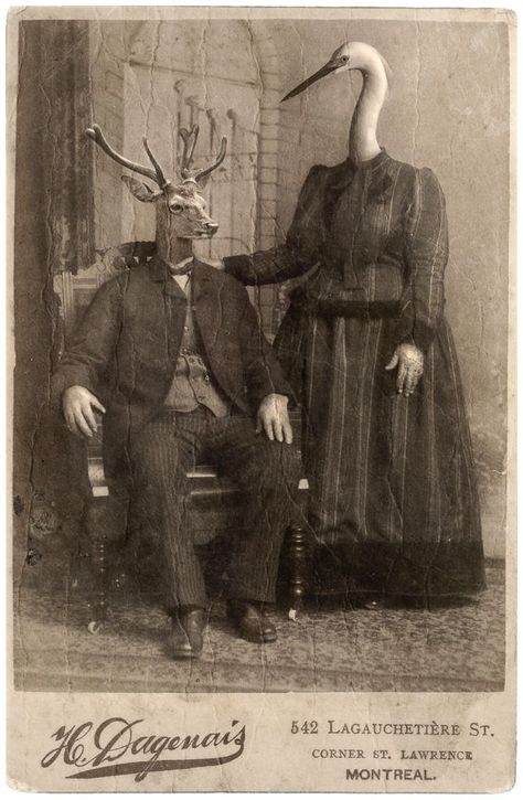 Vintage Bizarre, Creepy Old Photos, Creepy Animals, Weird Vintage, Creepy Vintage, Creepy Photos, Animal Heads, Weird Art, Surreal Art