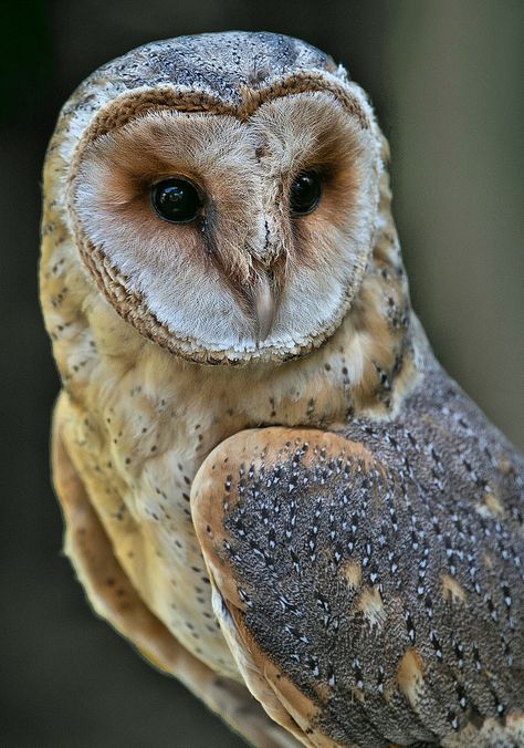 eulenaugen... by Robert Rauscher / 500px Owl Tat, Animal Tattoo Ideas, Barn Owls, Owl Photography, Bird Identification, Owl Photos, Owl Pictures, Beautiful Owl, Pretty Animals