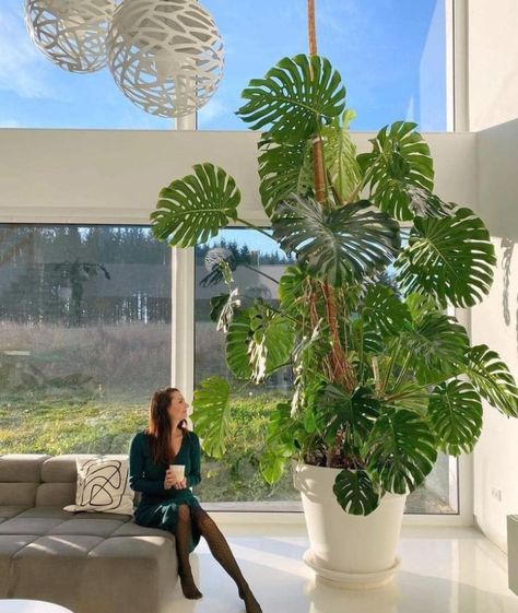 Monstera Plant Indoor, Indoor Tropical Plants, Big Planters, Green Oasis, Inside Plants, Best Indoor Plants, Plant Decor Indoor, Office Plants, House Plants Decor