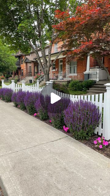 Shari 🌊 Coastal Decor | Vegan | Gardening on Instagram: "Sage (salvia). Watch my perennial sage grow thru the season. This perennial is astounding during its first full flush of blooms in June. The bright purple stalks are a show stopper. Often confused with lavender to the untrained eye, the unpleasant scent will confirm this is not lavender. You can cut them back hard after their first flush of blooms to get a second flush that I have found to not be as vibrant, but still just as lush. Plant alone or as a hedge, you’ll really enjoy this perennial. #gardening #sage #salvia #perrenial #whitepicketfence #flowerbeds #cottagegarden #englishgarden #purpleperrenials @homes.with.purpose @canadianhomecollective @fvdtpage @athomecollectivecommunity @insta_neighborly @flowerlovinfriends @te Salvia Plants, Purple Salvia, Endless Summer Hydrangea, White Fence, White Picket Fence, Bright Purple, English Garden, Endless Summer, Hedges