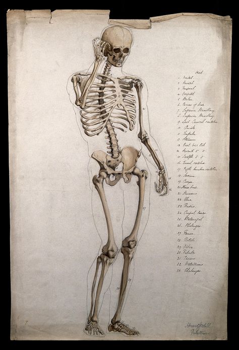 Male skeleton, front view, with right hand raised to its face. Pen and ink drawing with sepia wash, by H. Goodall, 1860/1870. | Wellcome Collection Skeleton Front View, Sketch Skeleton, Male Skeleton, Pretty Flowers Pictures, Hand Raised, Wellcome Collection, Human Skeleton, Human Anatomy Art, Figure Study