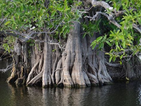 Everglades Aesthetic, Florida Gothic, Us National Parks Map, Florida Everglades, Cross Country Skier, Everglades Florida, Everglades National Park, National Parks Map, Bryce Canyon National Park