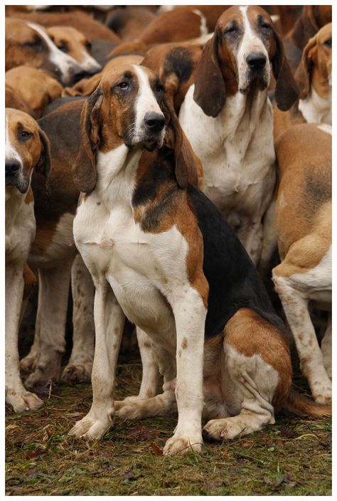 Hunting Hounds, Walker Hound, African Hunting Dog, Dogs Hunting, Antler Hunting, English Foxhound, The Fox And The Hound, Wolf Dog, Hound Dog