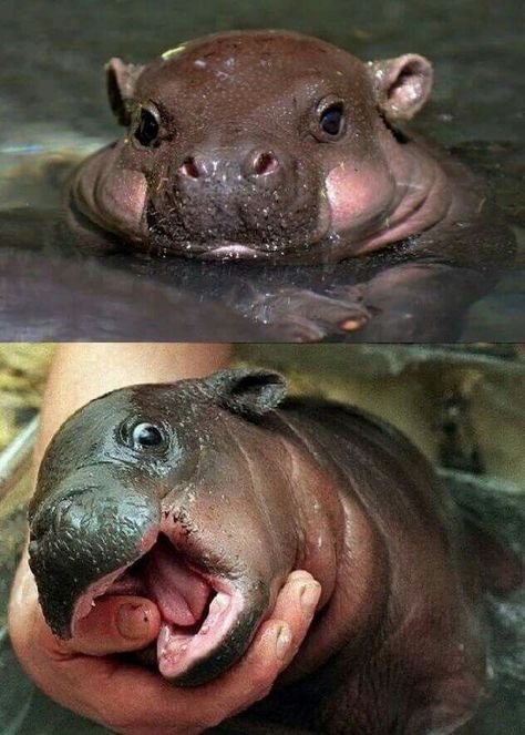 Baby Hippopotamus, Baby Animals Pictures, Baby Animals Funny, Cute Critters, Hippopotamus, Cute Animal Photos, Cute Animal Pictures, Little Animals, Cute Creatures