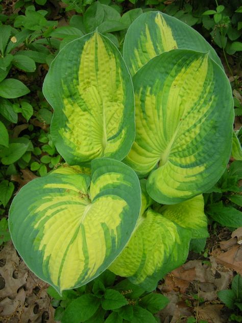 Large Hosta Varieties, Empress Wu Hosta, Guacamole Hosta, Hosta June, Giant Hosta, Blue Hosta, Shade Gardening, Hosta Varieties, Shade Garden Plants