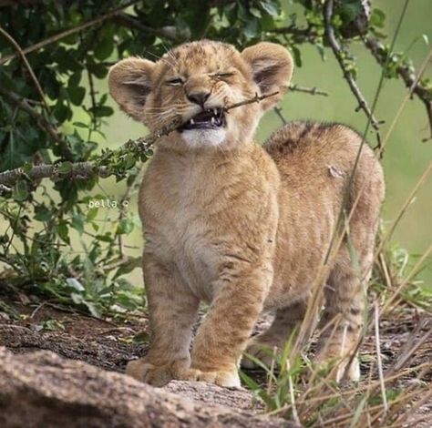 Baby Lion.  Photo credit:  bella o. Strong Teeth, Cute Lion, Lion Cub, Baby Lion, Cute Wild Animals, A Lion, Wildlife Animals, Sweet Animals