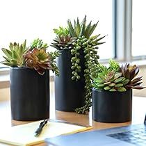 Best office plants