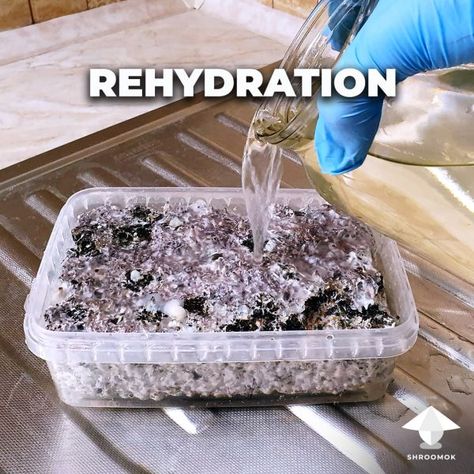 What is rehydration? What is flushing? Why is it necessary to soak mushroom cake immediately after harvesting? How to rehydrate mushroom cake and trigger new rich flush of mushroom fruiting cycle Mushroom Cakes, How To Store Mushrooms, Fruit Dryer, Mushroom Cake, Growing Mushrooms At Home, Cake Preparation, Teacher Cakes, Mushroom Spores, Mushroom Kits