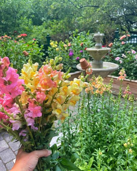 Snapdragons are one of my absolute favorite flowers to grow. Their vibrant colors and whimsical shapes bring so much joy and character to my garden. Over the years, I’ve learned some valuable tips and tricks to keep snapdragons blooming longer, ensuring continuous color throughout the season. 🌸 If you love snapdragons as much as I do and want to enjoy their beauty for as long as possible, this post is for you. Comment “more blooms” and I’ll share my tried-and-true methods to help you achieve... Snapdragon Garden Design, Flower Garden Photos, Front Yard Cut Flower Garden, Raised Cut Flower Garden, Cut Flowers Garden, Home Flower Garden Ideas, Rose Garden Design Layout Flower Beds, Beginner Flower Garden, Cut Flower Garden Design