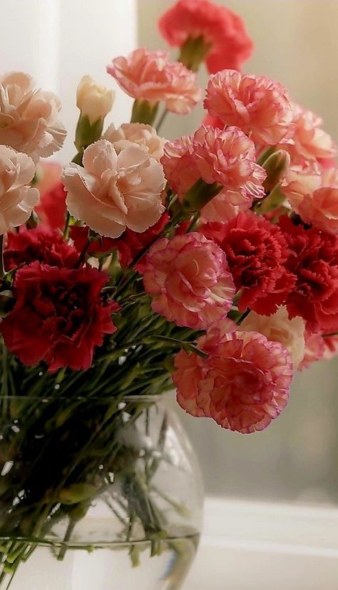 Carnation Flower Aesthetic, Pretty Flower Arrangements, Carnation Flower Bouquet, Carnation Bouquet, Red Carnation, Boquette Flowers, Carnation Flower, Nothing But Flowers, Flower Therapy