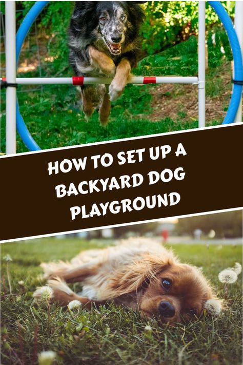 Transform Your Yard into a Dog's Paradise! Discover how to set up the ultimate backyard dog playground that will keep your furry friend entertained and active. From selecting the perfect location and surfaces to installing agility equipment and sensory elements like scent walls, this guide covers everything you need to know. Create zones for different activities, ensure safety, and add personalized touches to make your yard a true canine haven. Click to learn more and make your dog's dream playg Pet Agility Course Diy, Puppy Playground Backyard Diy, Dog Agility Backyard, Homemade Dog Agility Course, Dog Agility Course Design, Diy Dog Obstacle Course, Sensory Garden For Dogs, Diy Agility Course For Dogs, Agility Course For Dogs