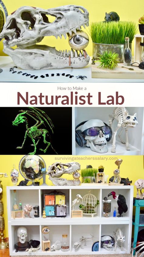 How to Make a Naturalist Lab - science & nature home decor themes don't have to be complicated! You can use any color scheme you want! This tutorial will break down the basic categories you need when designing your classroom or living room with a nature naturalist theme.   #nature #science #home #homedecor #decor #diydecor #trendy #educational #fun #howto #tutorial #video Nature, Science Bedroom Decor, Science Room Decor, Kids Science Lab, Science Bedroom, Home Decor Themes, Lab Science, Science Room, Science Classroom Decorations