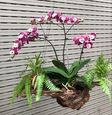 Wall Mounted Orchids, Hanging Orchid, Indoor Orchids, Orchid Flower Arrangements, Orchid Planters, Growing Orchids, Plant Projects, Orchids Garden, Orchid Pot