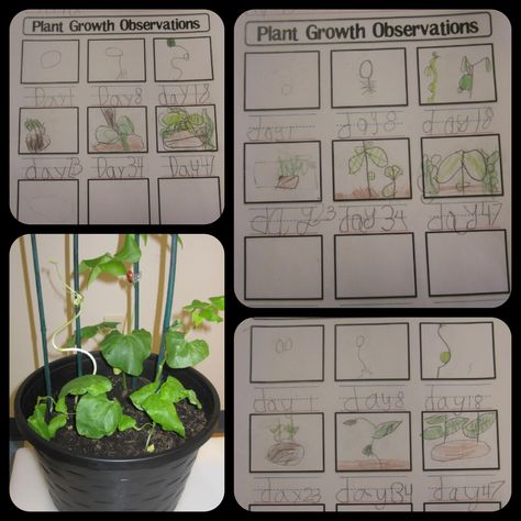 Plant Growth Observation Worksheet Flower Life Cycle Preschool, Plant Growth Chart, Animal Cell Activity, Stages Of Plant Growth, Plant Worksheet, Plants Life Cycle Activities, Plant Life Cycle Worksheet, Flower Life Cycle, Sequencing Activities Kindergarten