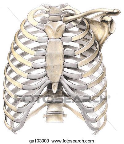 Clavicle Drawing, Thoracic Vertebrae, Medical Illustration, Rib Cage, Royalty Free Photos, Gladiator Sandals, Free Photos, Stock Photography, Art Images