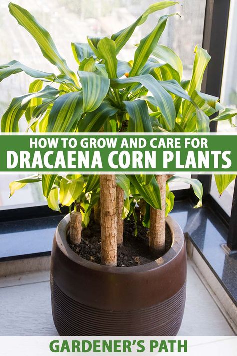 Corn plants (Dracaena fragrans) are popular indoor tropical plants with a handsome, upright silhouette and multiple canopies of lush, strappy foliage. These easy to grow, low-maintenance houseplants thrive in most light conditions. Learn how to grow and care for corn plants on Gardener's Path. #cornplants #gardenerspath Dracaena Plant Care Houseplant, Dracaena Plant Care, Grow Corn, Dracaena Fragrans, Indoor Tropical Plants, Vine Fruit, Growing Corn, Broadleaf Evergreen, Dracaena Plant