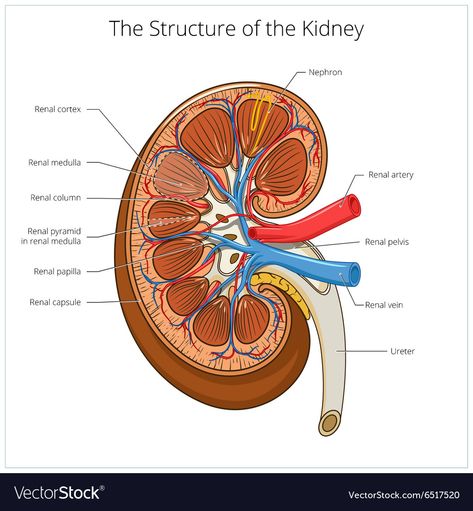 Medical Vector, Human Kidney, Illustration Science, Basic Anatomy And Physiology, Study Flashcards, Medical School Studying, Medical School Essentials, Cold Symptoms, Biology Notes