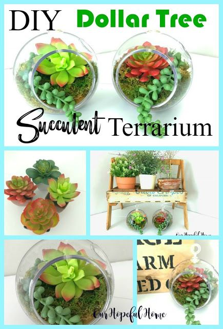 Succulent Terrarium Diy, Terrariums Diy, Terrarium Centerpiece, Cactus Terrarium, Diy Succulent Terrarium, Terrarium Containers, Succulent Garden Diy, Terrarium Diy, Dollar Tree Decor