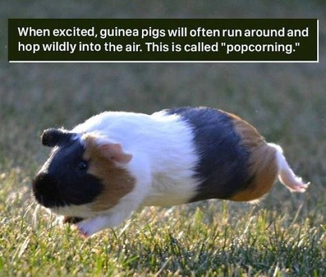 Weird Animal Facts, Fun Facts About Animals, Unusual Facts, Funny Sports Memes, Animal Facts, Weird Animals, Cool Pets, Guinea Pig, Animal Memes