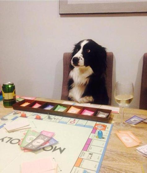 Dog playing monopoly Border Collie Pictures, Border Collies, Funny Animal Pictures, Dog Memes, A Chair, Animal Memes, Border Collie, Bones Funny, Dog Pictures