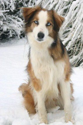 Friend's dog Welsh Sheepdog, English Shepherd, Unique Dog Breeds, Rare Dog Breeds, Designer Dogs, Health Pictures, Hybrid Dogs, Popular Dog Breeds, Herding Dogs