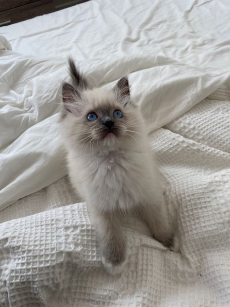 Cute ragdoll kitten Aesthetic Ragdoll Cat, Ragdoll Cats And Kittens, Ragdoll Aesthetic, Fluffy Ragdoll Cat, Ragdoll Cat Aesthetic, Ragdoll Kittens, Dream's Cat, Grey Kitten, Ragdoll Cats