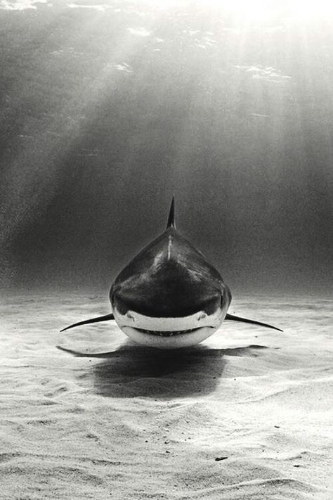 Bello, pero si se está quietecito Swimming In The Ocean, Bull Shark, Under The Water, White Sharks, Great White Shark, Ocean Creatures, In The Ocean, Sea World, Underwater World