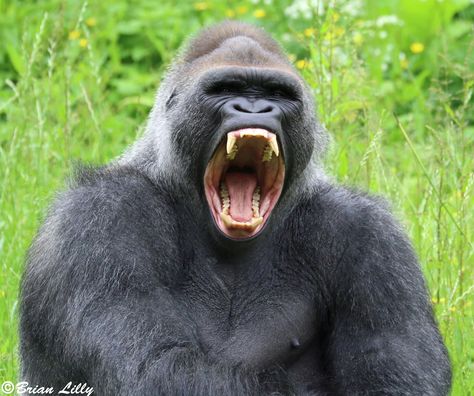 “RT @brglilly: Male Western Lowland Gorilla Kiondo displaying his teeth @PaigntonZoo @ukzooguide #gorilla #teeth” Koko Gorilla, Cool Gorilla, Gorilla Wallpaper, Big Gorilla, Gorilla Smiling, Gorilla Standing, Giant Gorilla Fantasy Art, Gorilla Screaming, Angry Gorilla