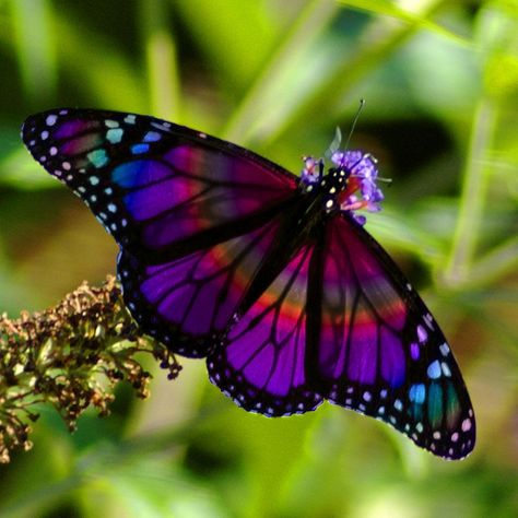 Rainbow Butterfly by PhotoMasterGreg @Tony Gebely Gebely Gebely Gebely Wang. Absolutely the most beautiful butterfly I have ever seen, love, love, love the colors! Purple, Photography, Nature, Instagram, Nature Photography, Purple Butterfly, A Flower, Green