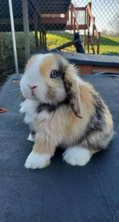 Lop Bunnies, Holland Lop Bunnies, Pet Bunny Rabbits, Bunny Stuff, Rabbit Breeds, Bunny Cages, Cute Bunny Pictures, Small Rabbit, Holland Lop