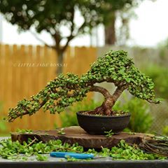 Jade Plant Bonsai, Garden Bonsai Tree, Bonsai Pruning, Jade Bonsai, Jade Tree, Bonsai Tree Types, Bonsai Tree Care, Succulent Bonsai, Bonsai Styles